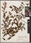 Foto von Salix aurita L. x Salix myrtilloides L.